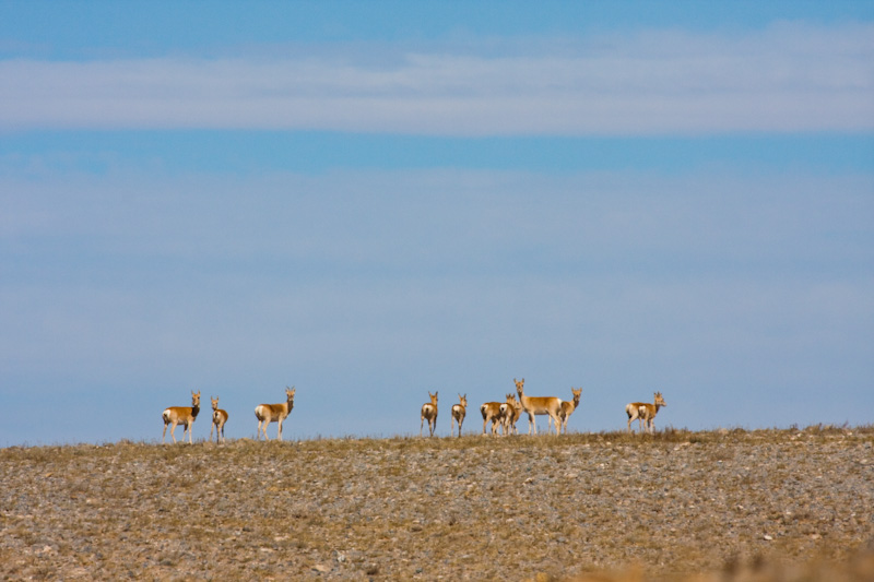 Mongolian Gazelle